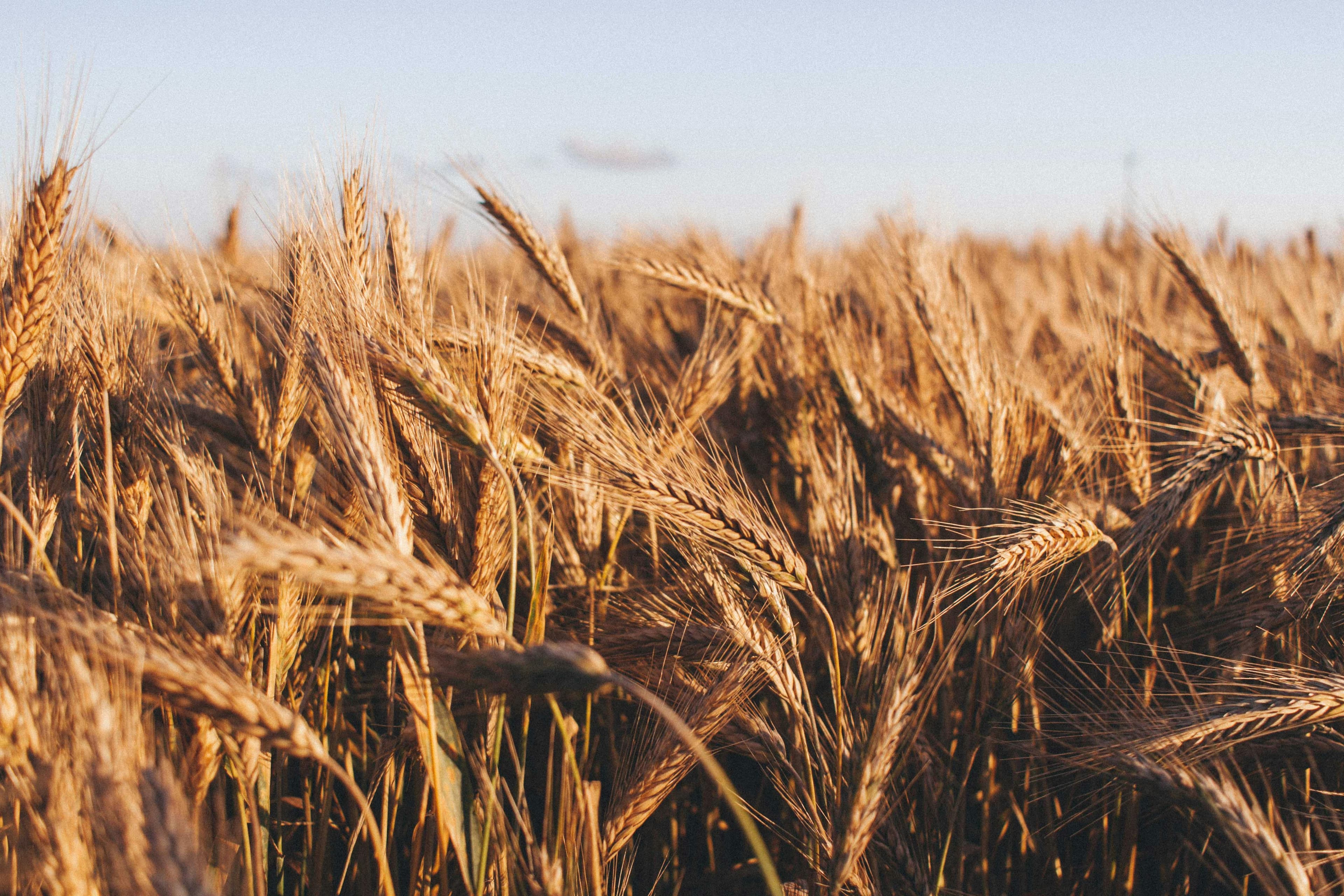 Regional crops