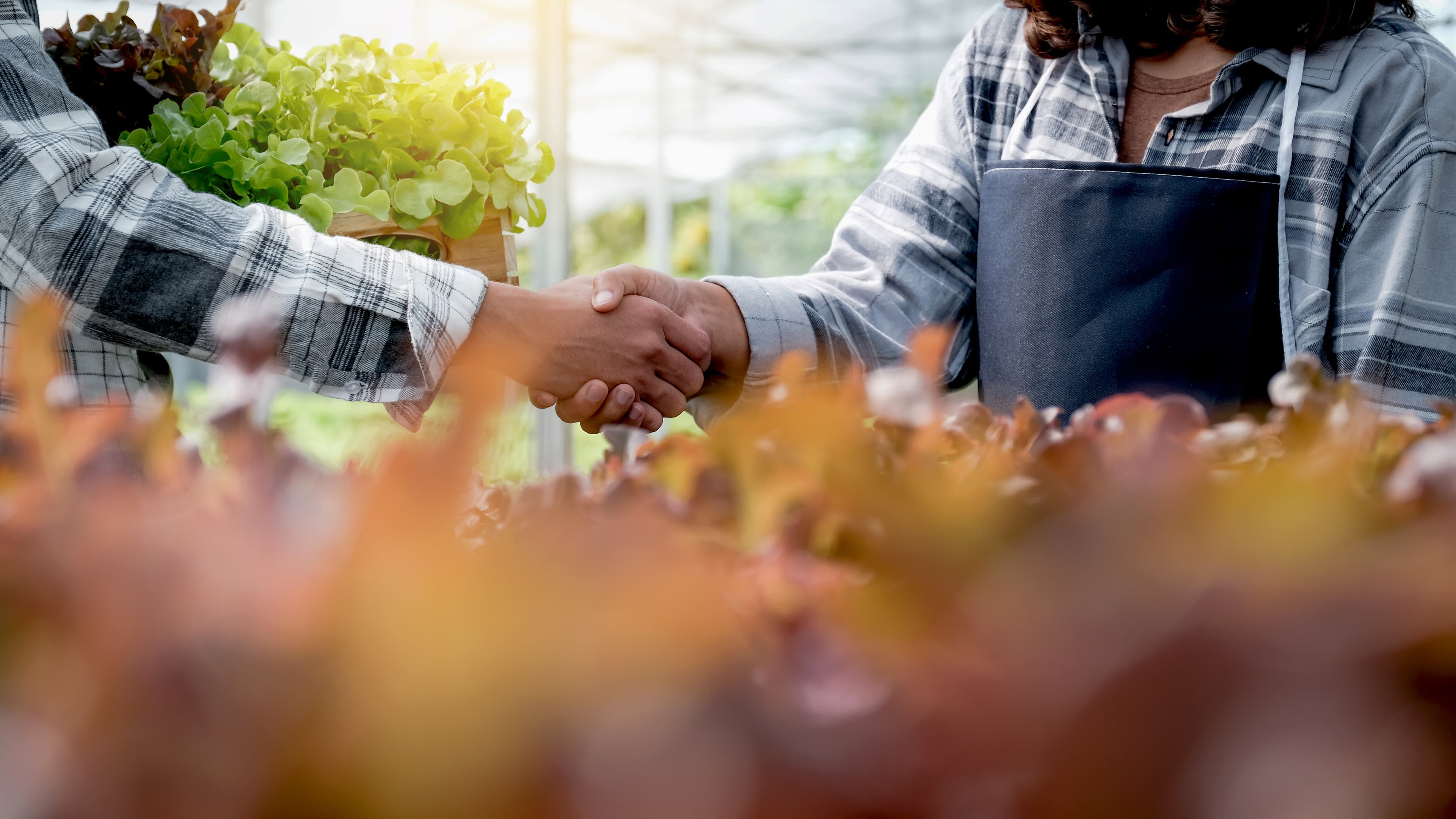 Farmers shaking hands in a greenhouse